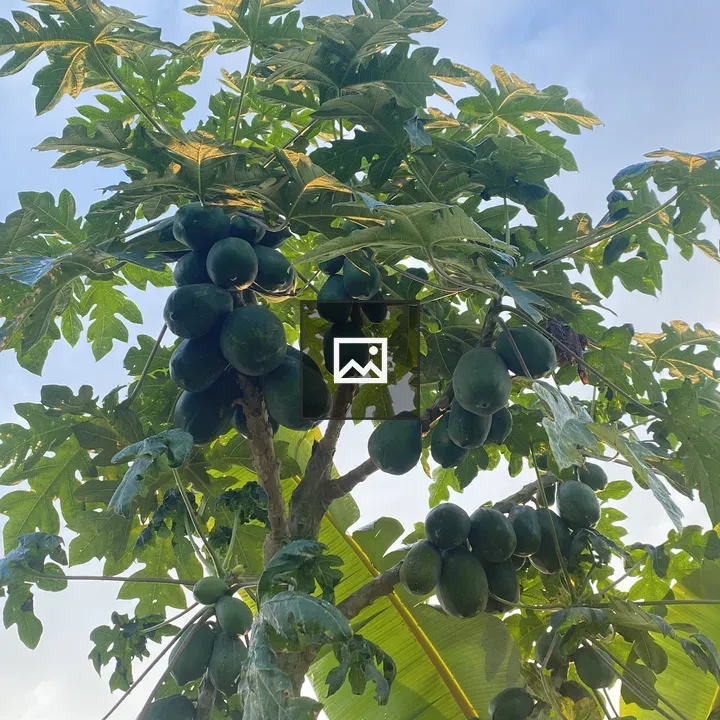 Green papaya tree with unripe fruit