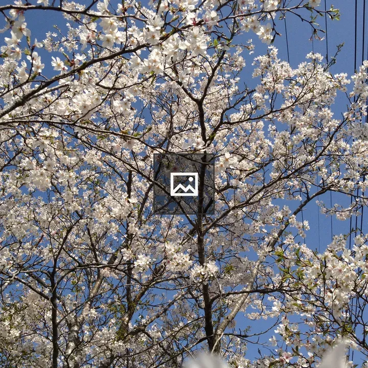 Yamazakura in Bloom