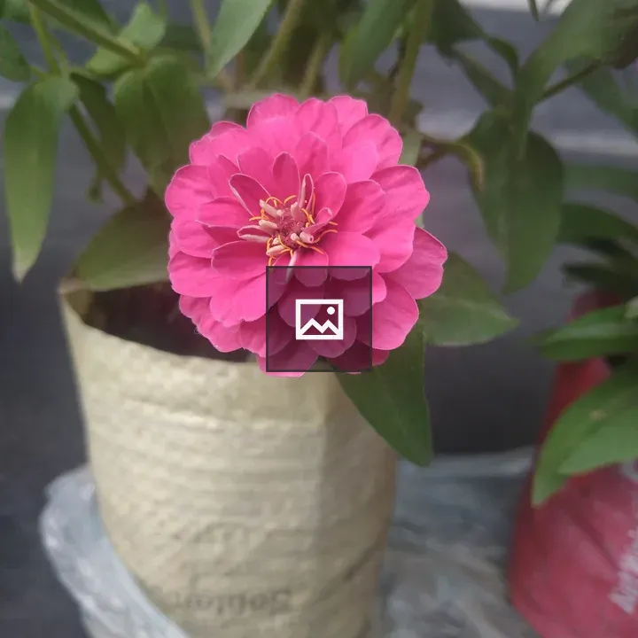 My Flower in a Pot