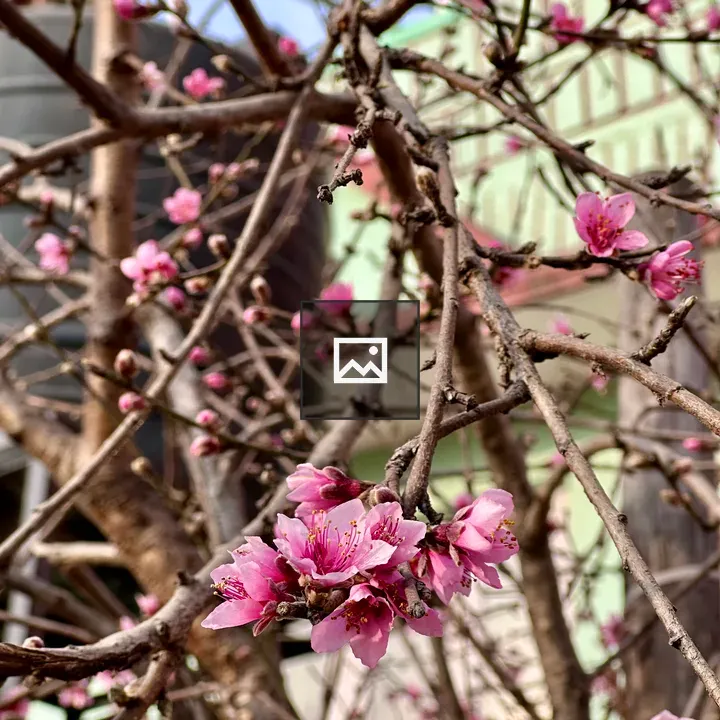 Close-up of pink blossoms on branch