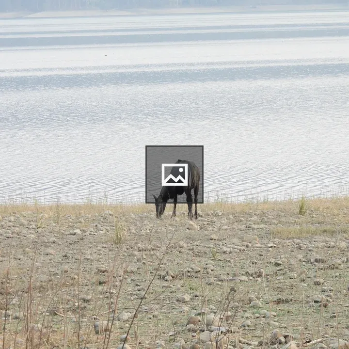 Indian Blue Bull by Lake