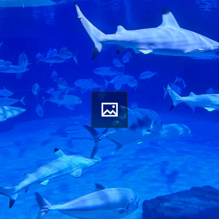 Sharks and fish in reef tank