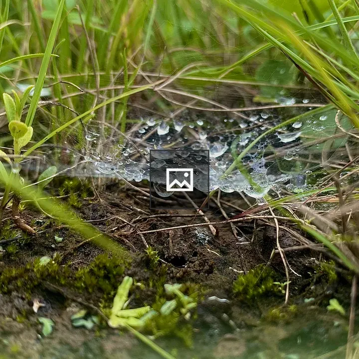 Close-up Spiderweb on Grass