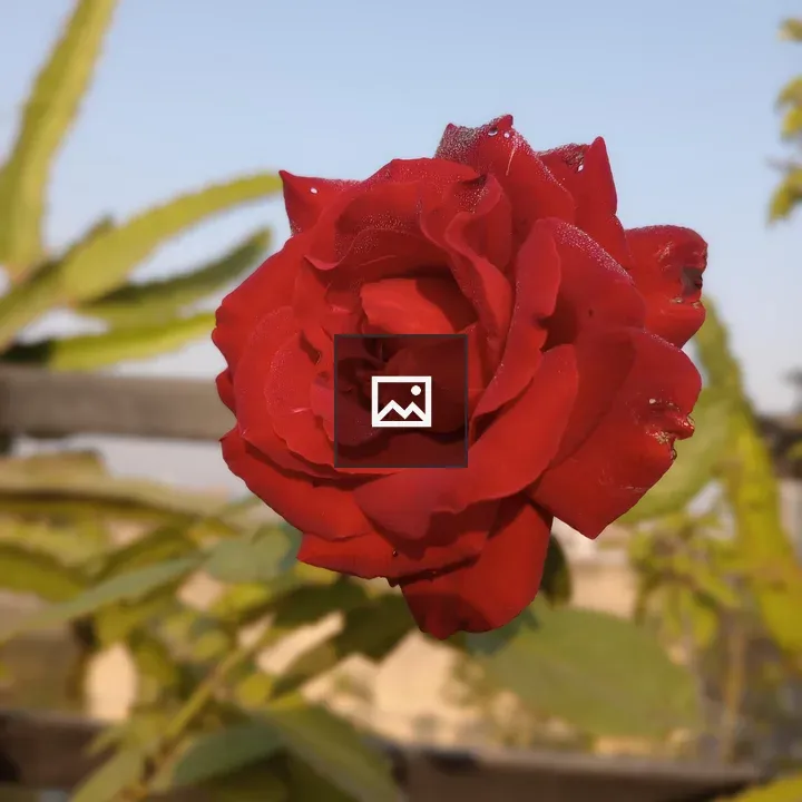Red rose with water droplets