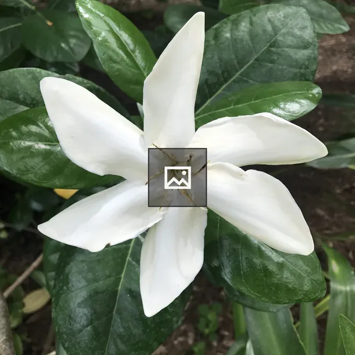 Large white jasmine
