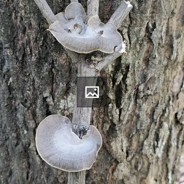 Mango Tree Trunk with Bracket Fungus