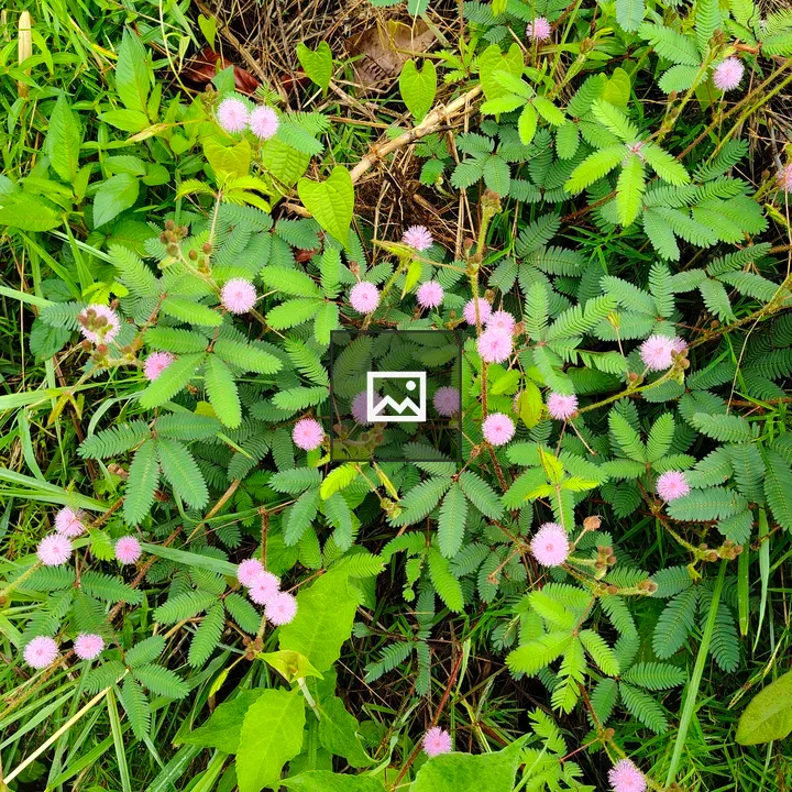 Dense green foliage with pink flowers