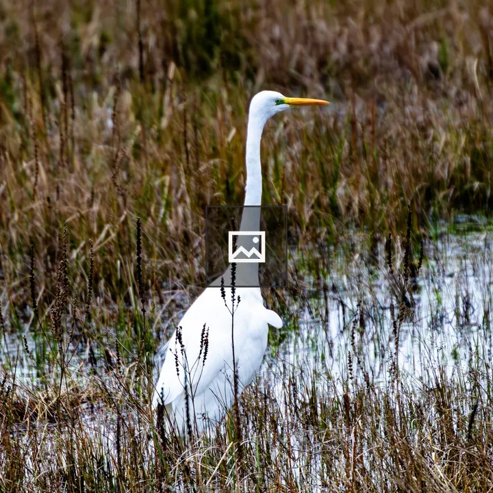 Egret in Wetland