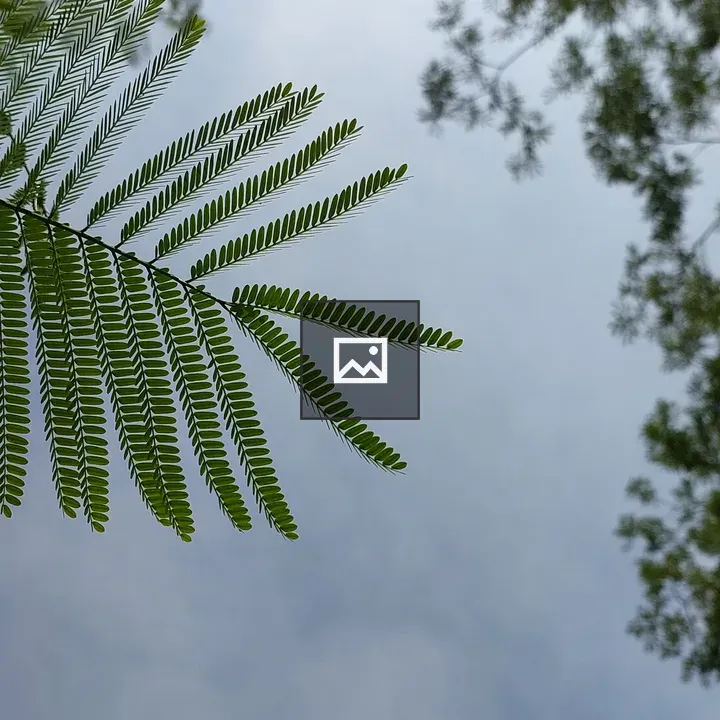 Feathery Green Leaves Against Sky