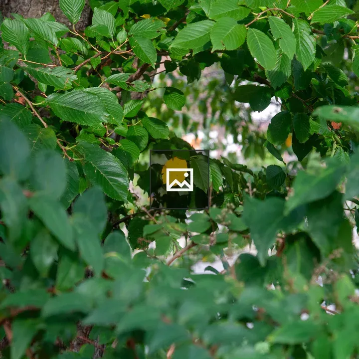 Yellow Leaf Among Green Foliage