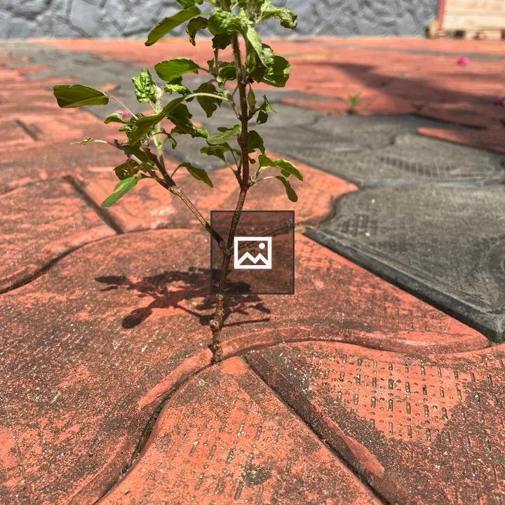 Tulsi Plant Through Wall