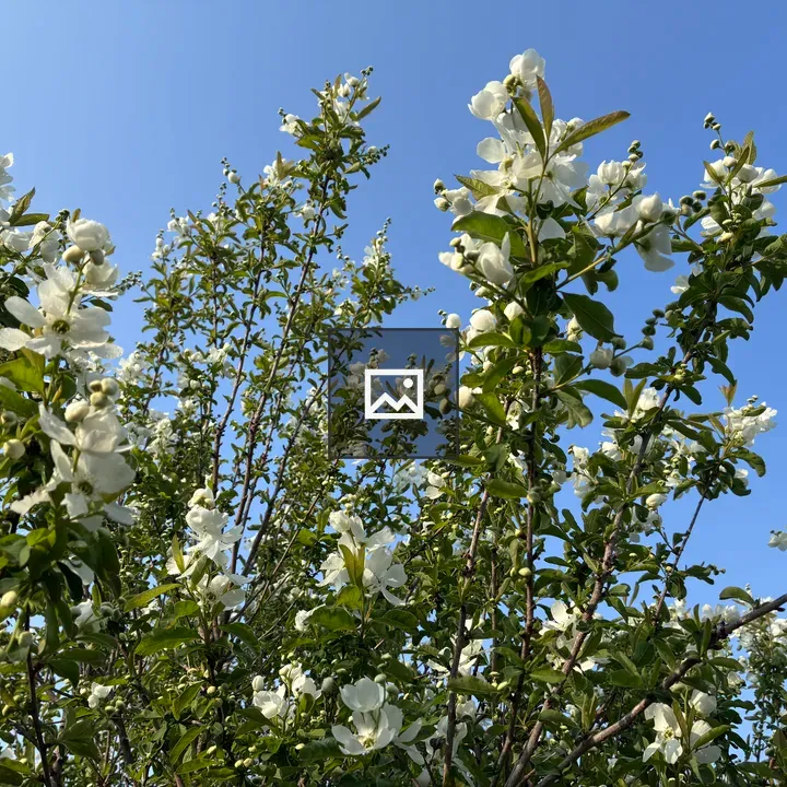 Close-up of white blossoms on branches