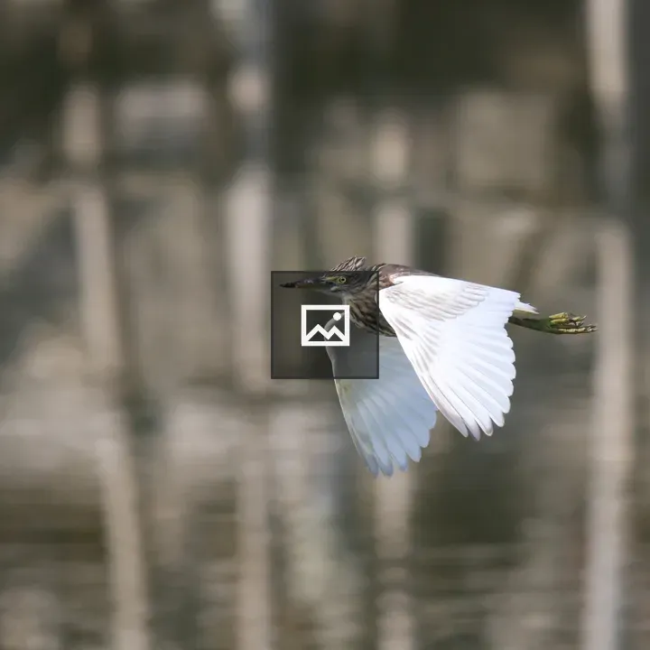An Indian Pond Heron in Flight