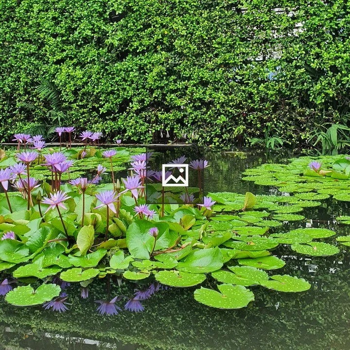 Pond with Colorful Flowers