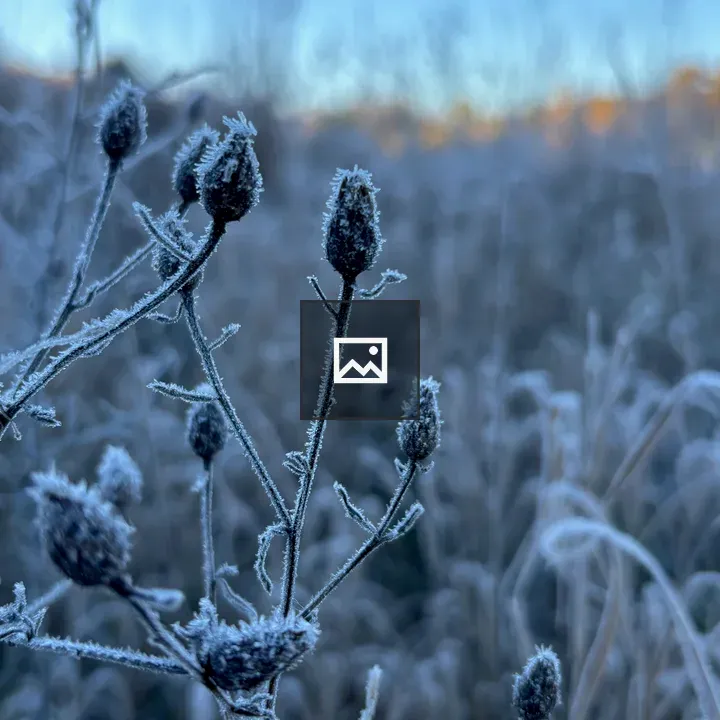 Closeup of frost-encrusted thistles