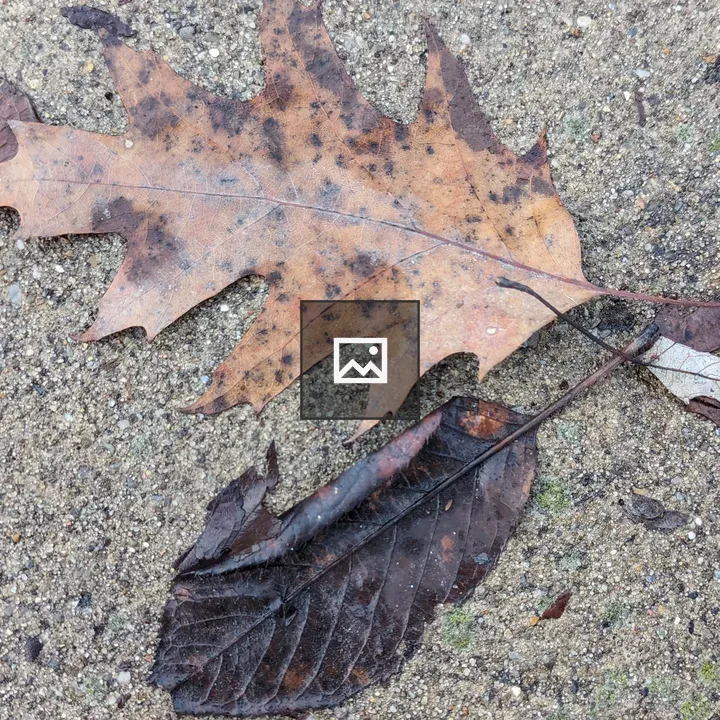 Two decaying leaves on concrete