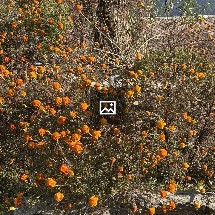 Marigold flowers among foliage