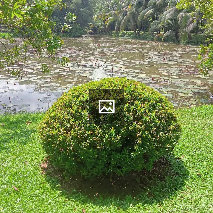 Bush by a Pond in Grass