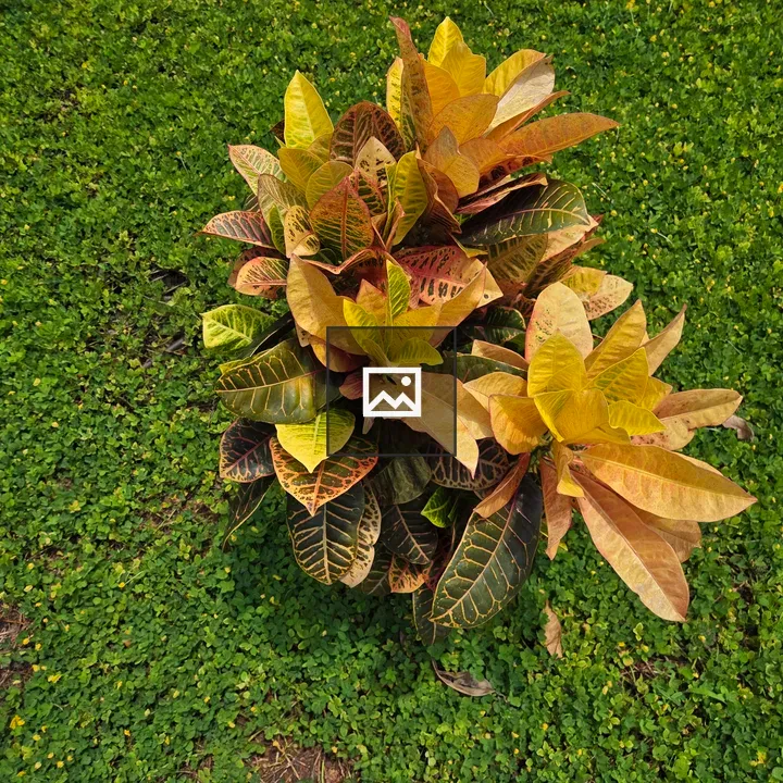 Croton Petra Plant Sapling