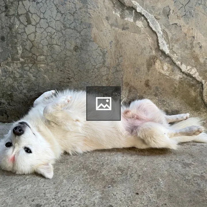Fluffy white dog on back