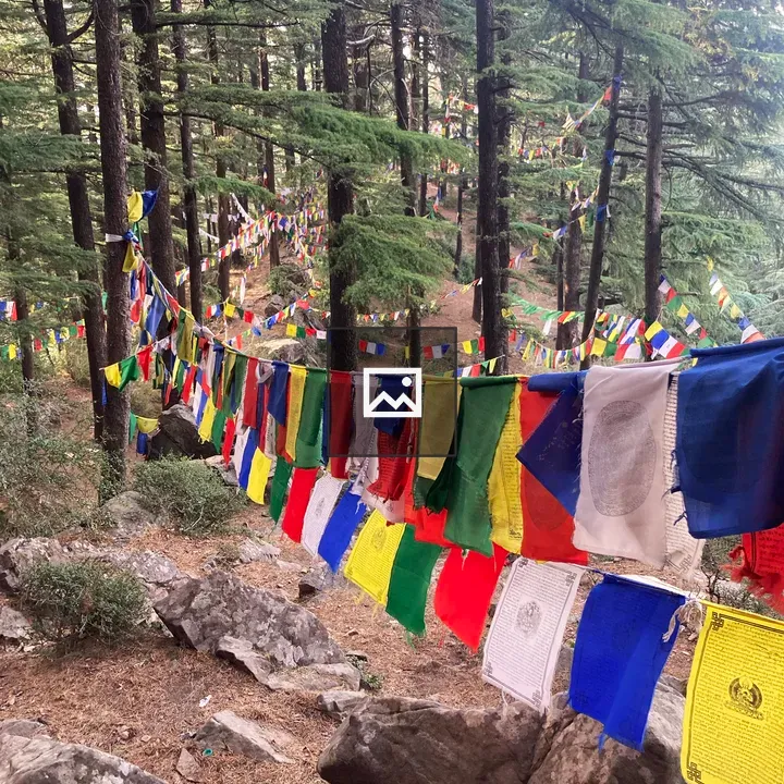 Tibetan flags in Dharamshala forest