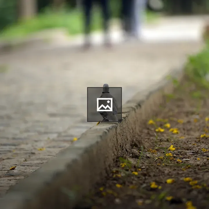Bird on Asphalt