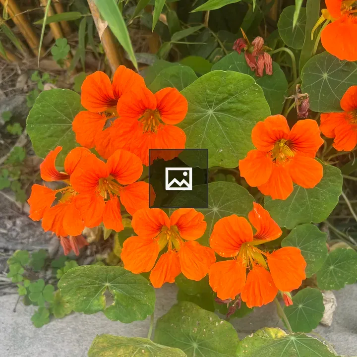 Bright orange nasturtium flowers