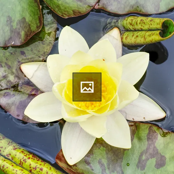 Yellow water lily among leaves