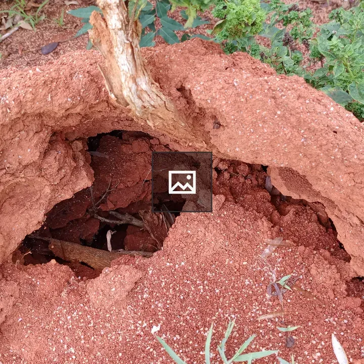 Close-up of reddish-brown earth mound