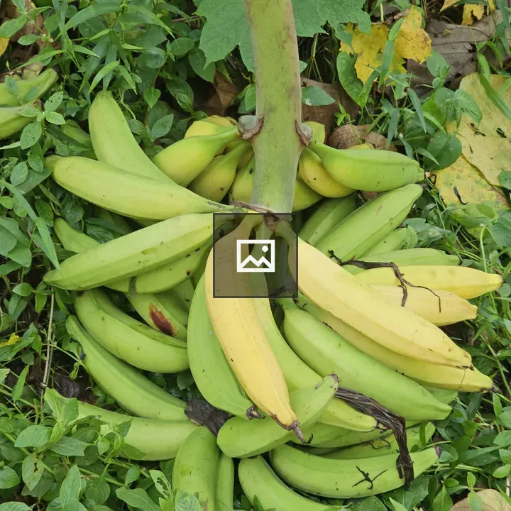 Bananas on Green Foliage