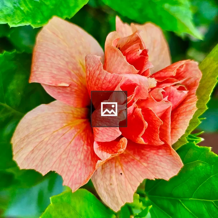 Hibiscus Flower in Kerala