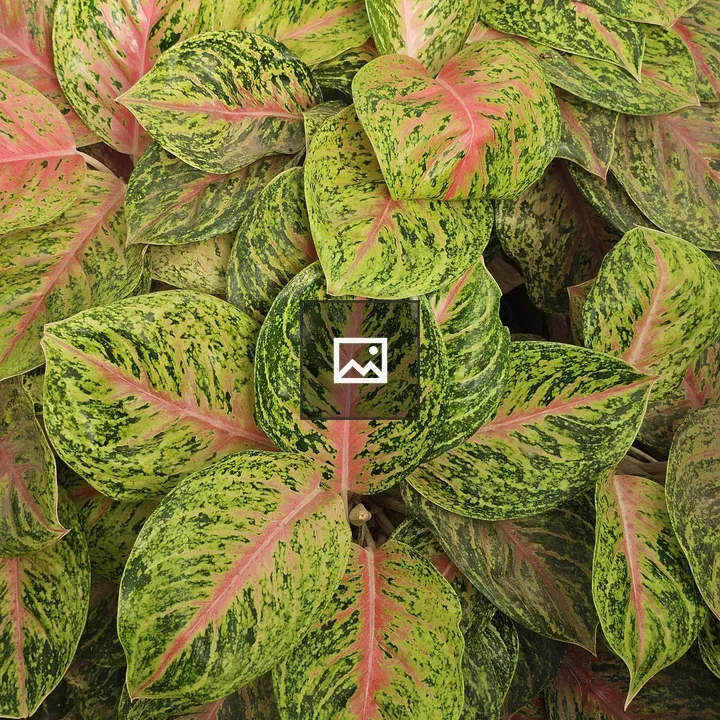 Aglaonema Close-Up Foliage