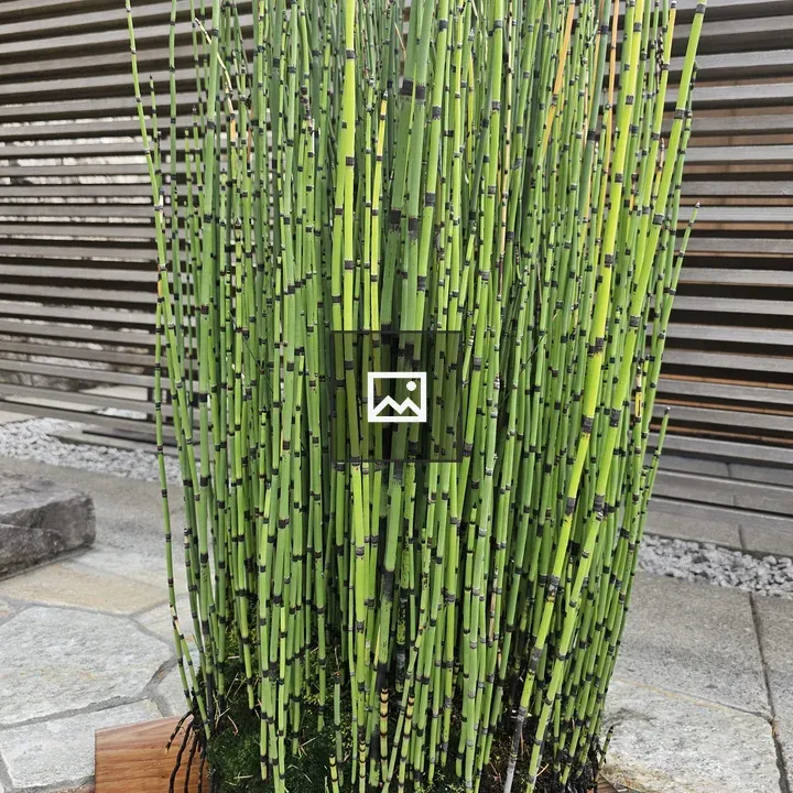 Close-up Horsetail in Pot