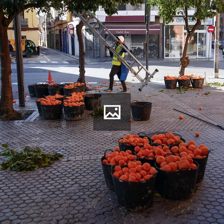 Bitter orange harvest in Sevilla