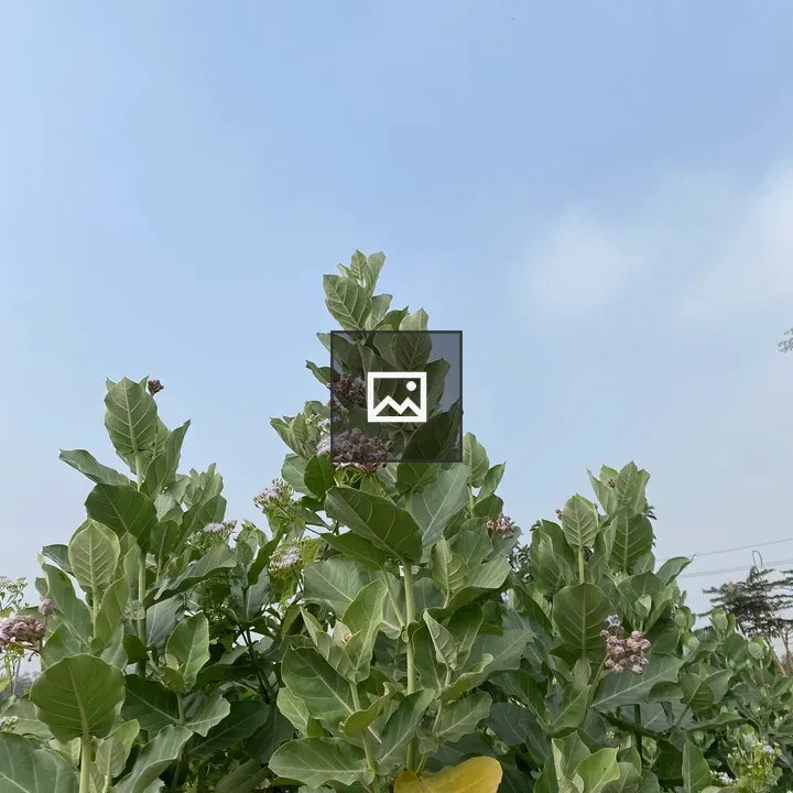 Tall green plant with pink flowers