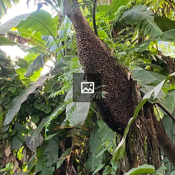 Bees on Tree Trunk
