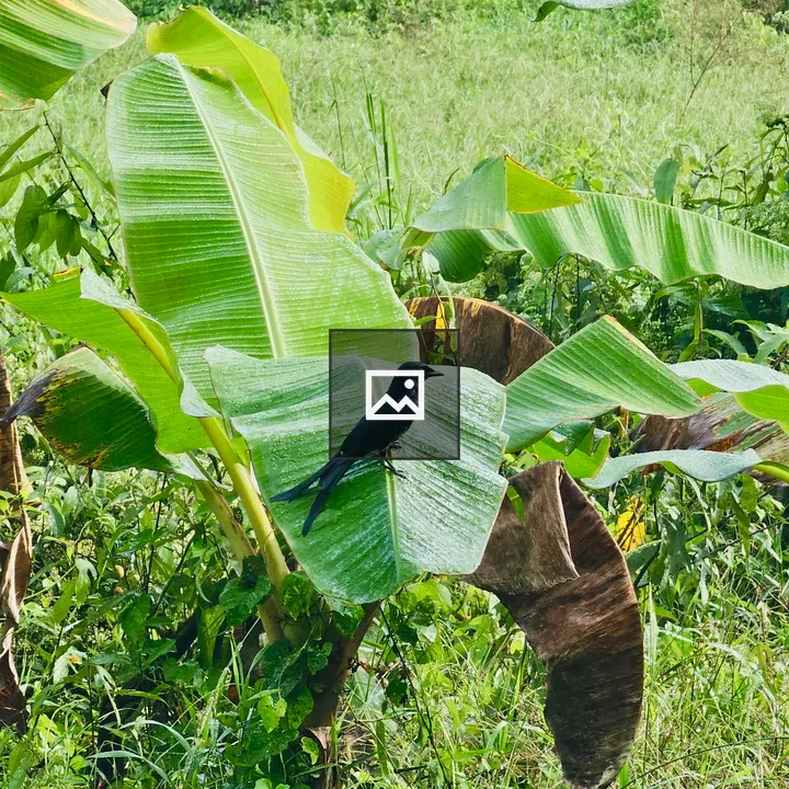 Black Drongo on Banana Leaf