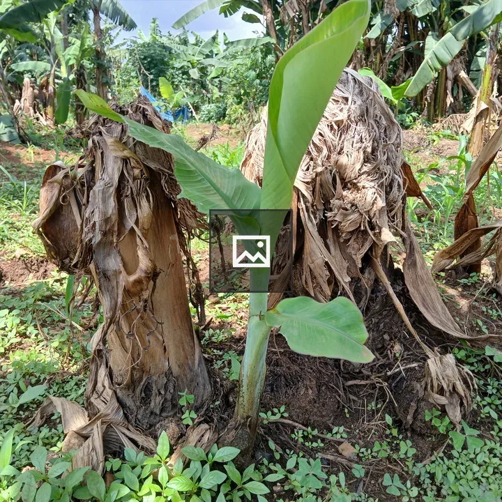 Young banana plant