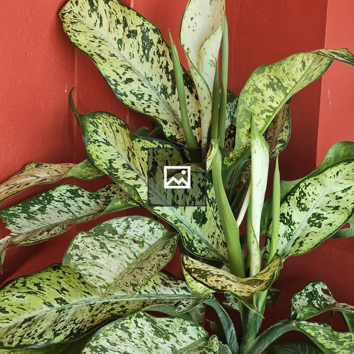 Dieffenbachia plant against red wall