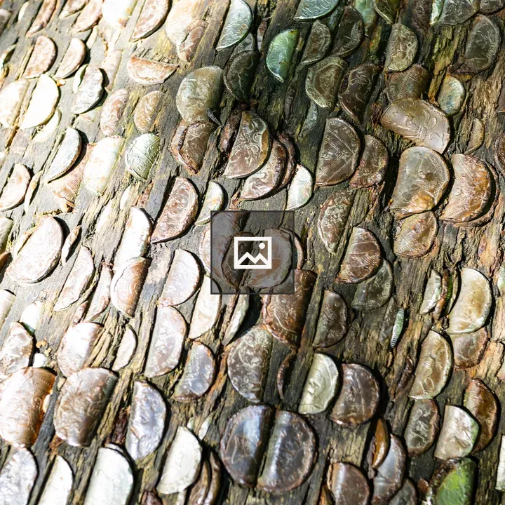 Coins hammered into wood