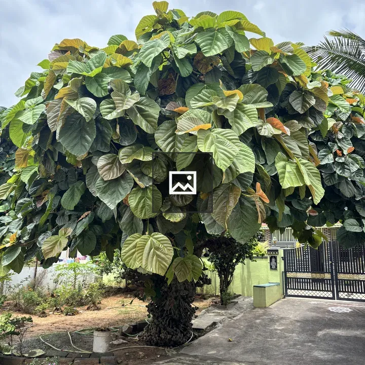 Fig Tree in Green Foliage