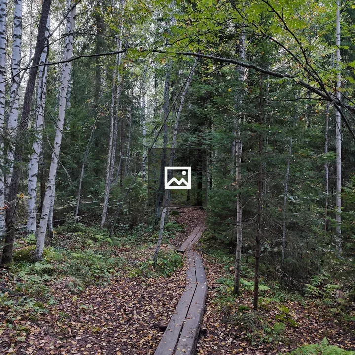 Forest scene with Silver Birch and path