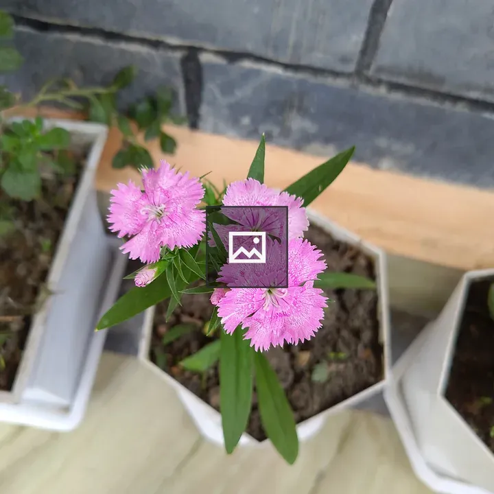 Pink fringed flowers in planter