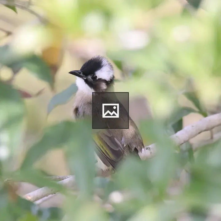 Light-vented Bulbul on Branch
