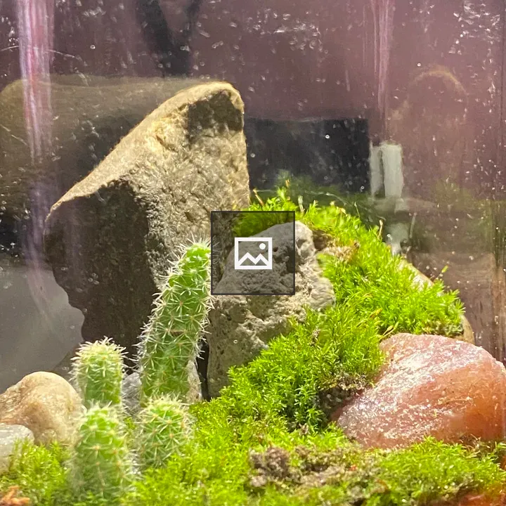 Glassy terrarium with moss and cacti