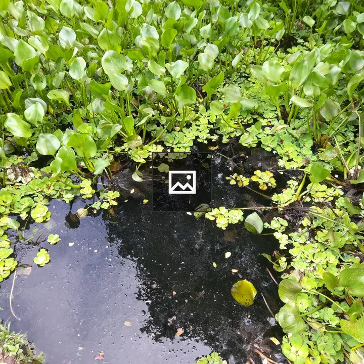 Pond with Round-Leaved Plants
