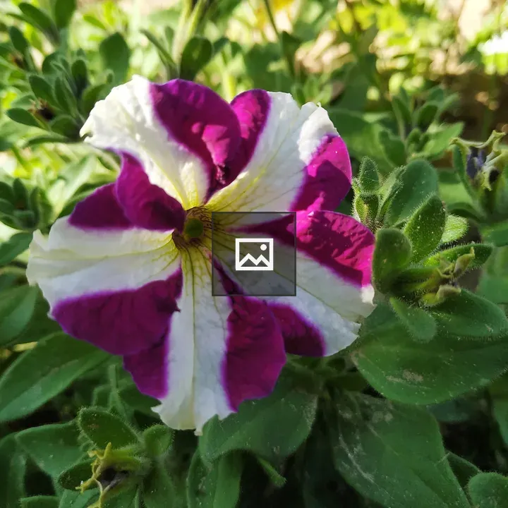 Vibrant purple and white bloom