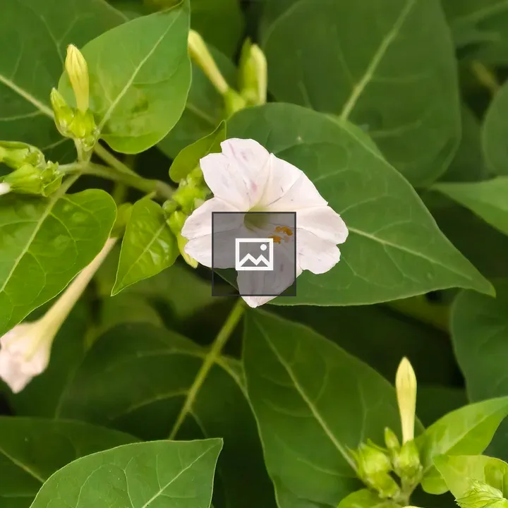 Close-up of small white flower