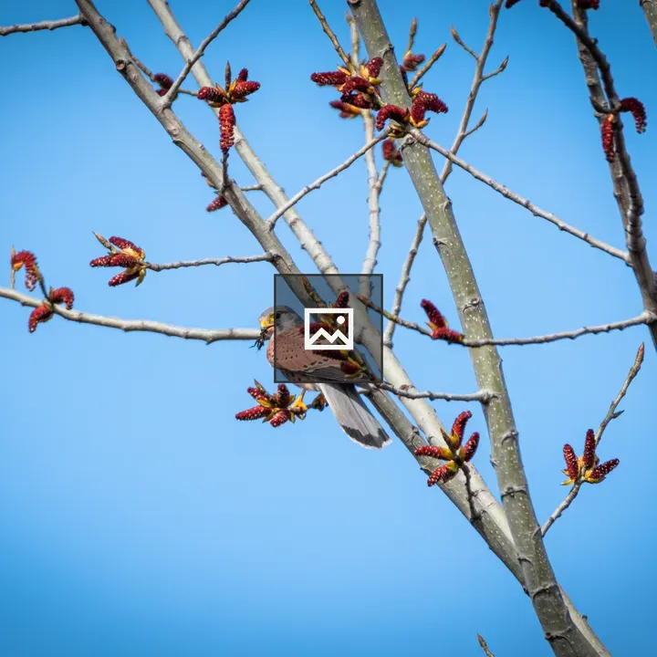 Bird on a Branch in Spring