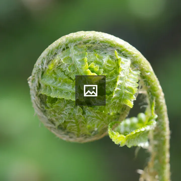 Fern Leaf Before Unfurling
